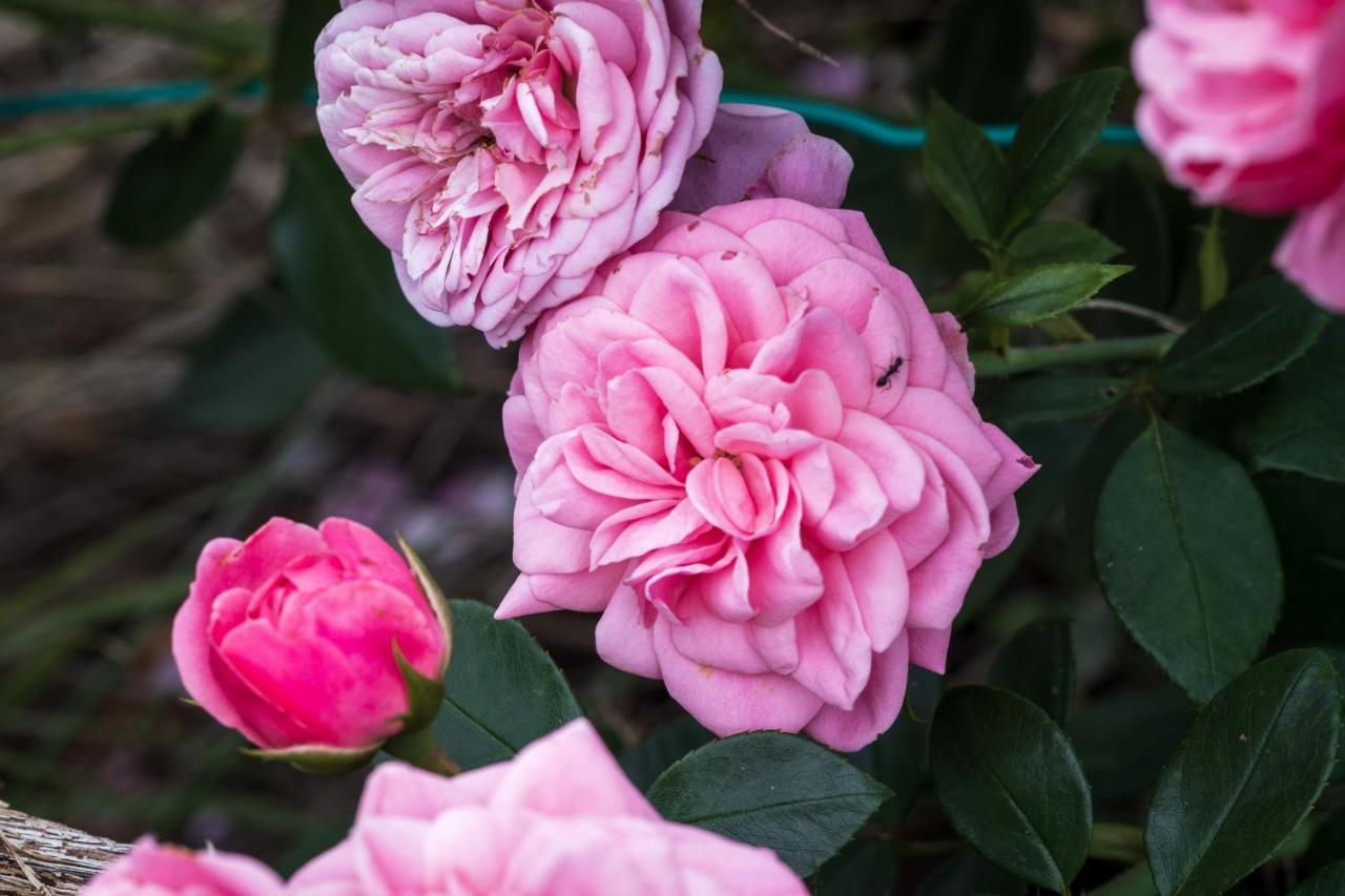 Farm stay Oasi Di Mastarone - Il Vino E Le Rose *