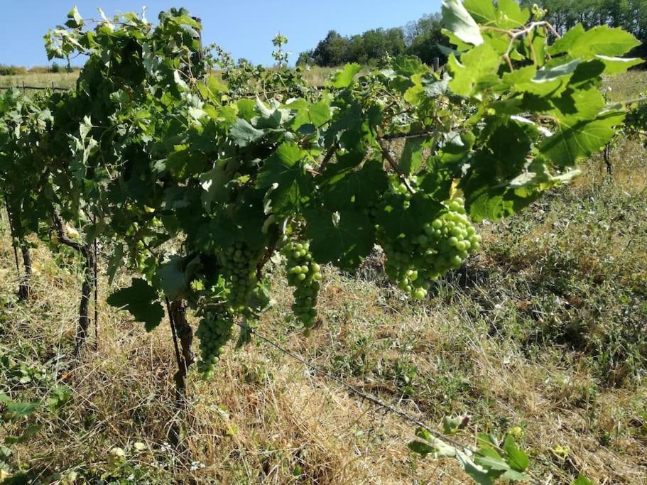 Oasi Di Mastarone - Il Vino E Le Rose Farm stay Momperone